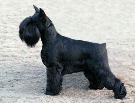 Miniature Schnauzer